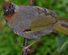 Silver-eared Laughingthrush