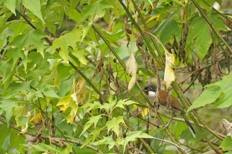 White-cheeked Laughingthrush