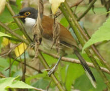 White-cheeked Laughingthrush