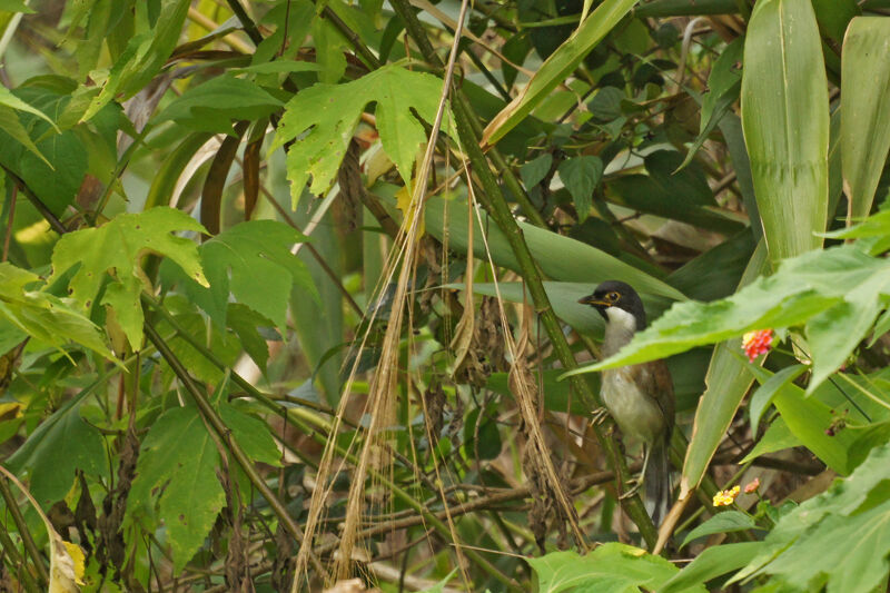 White-cheeked Laughingthrush