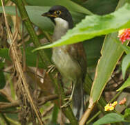 White-cheeked Laughingthrush