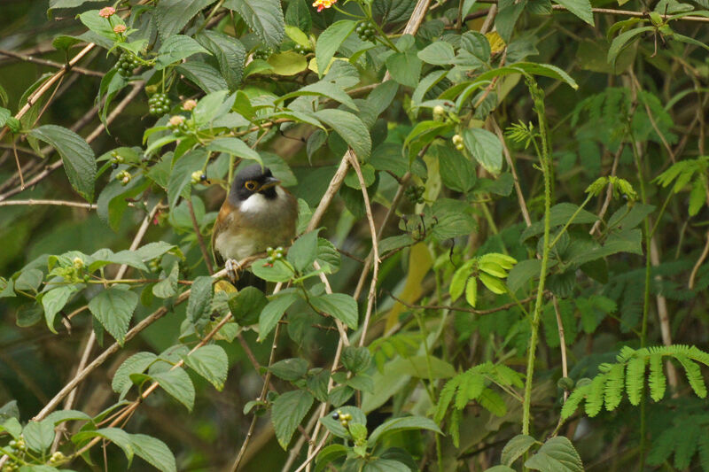 White-cheeked Laughingthrush