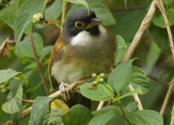 White-cheeked Laughingthrush