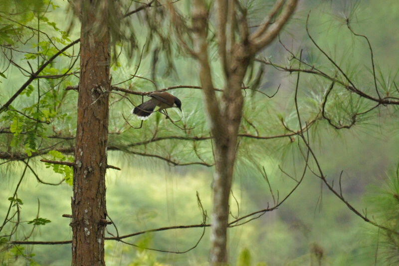 White-cheeked Laughingthrush