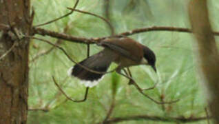 White-cheeked Laughingthrush