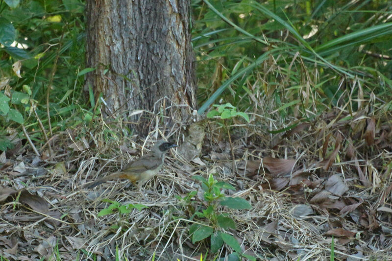 Masked Laughingthrush