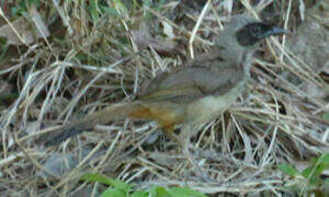 Masked Laughingthrush