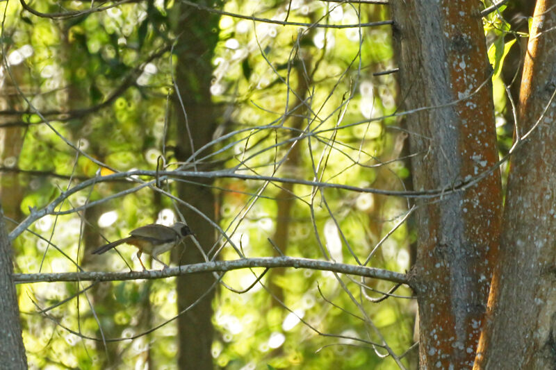 Masked Laughingthrush