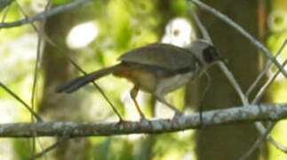 Masked Laughingthrush