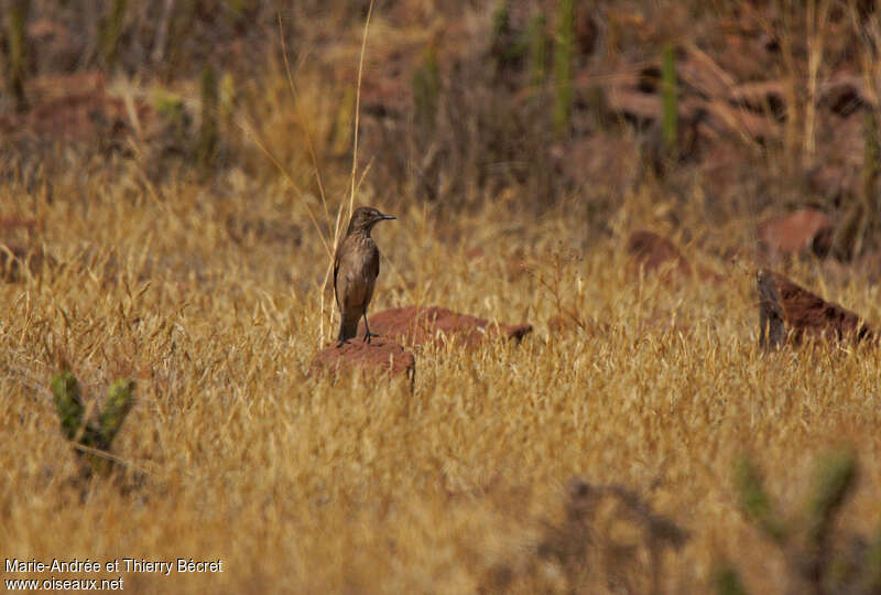 Black-billed Shrike-Tyrant, pigmentation, Behaviour