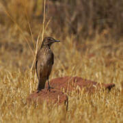 Black-billed Shrike-Tyrant