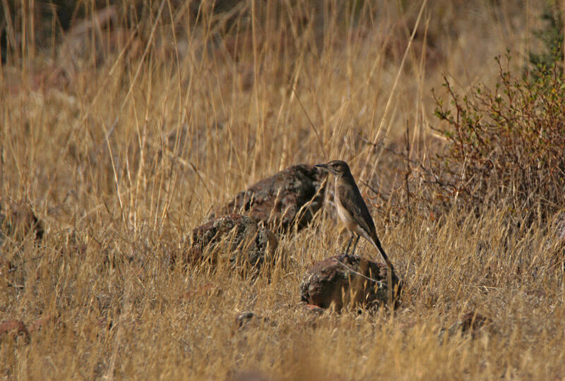 Black-billed Shrike-Tyrant