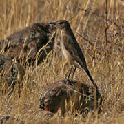 Black-billed Shrike-Tyrant