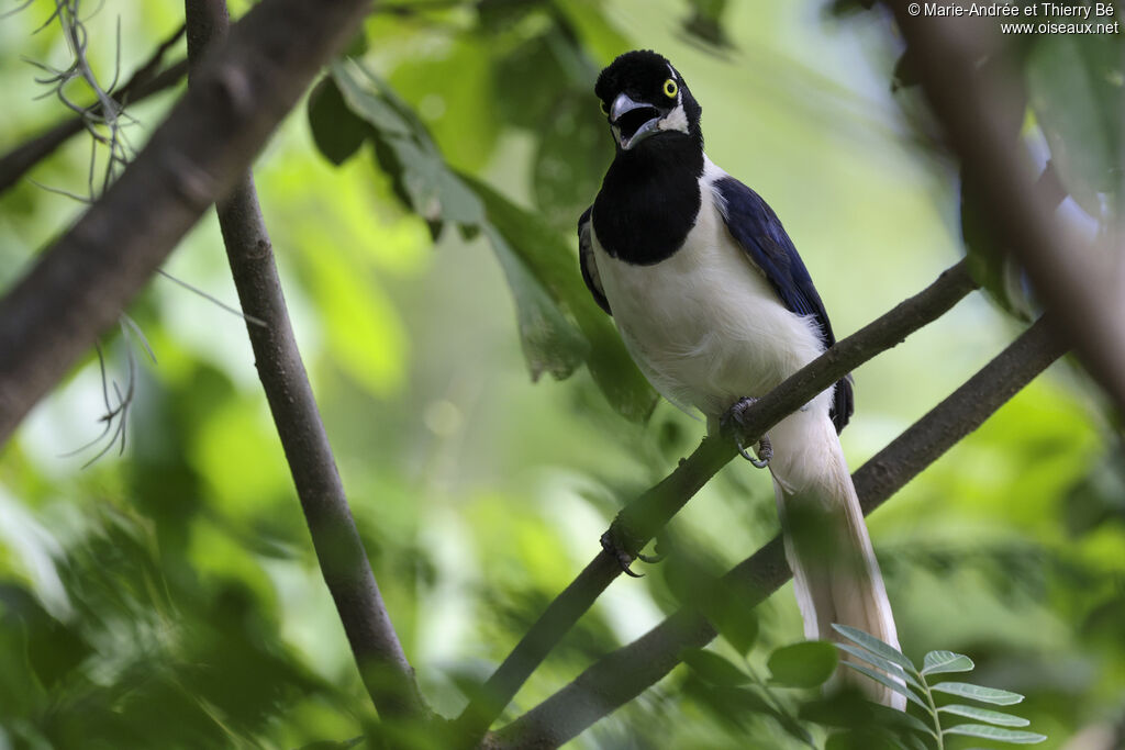 White-tailed Jay