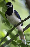 White-tailed Jay