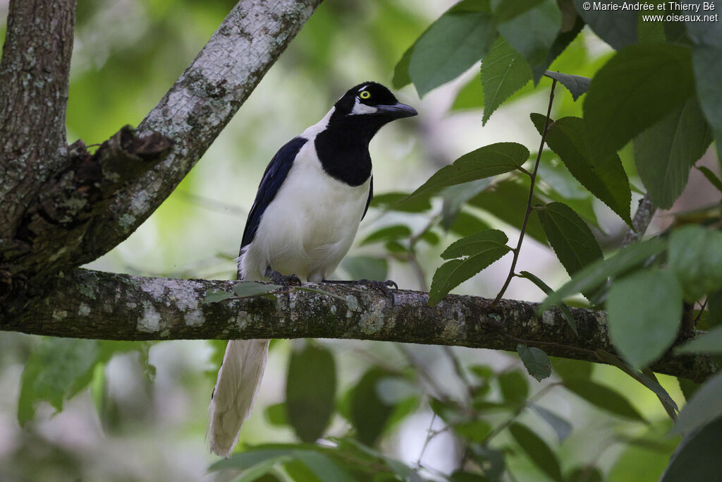 White-tailed Jay