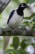 White-tailed Jay