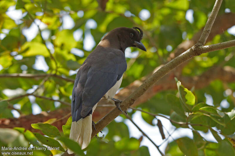 Curl-crested Jayadult