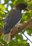 Curl-crested Jay