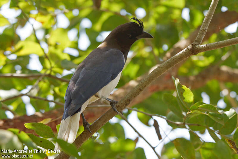 Curl-crested Jayadult, identification