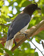 Curl-crested Jay