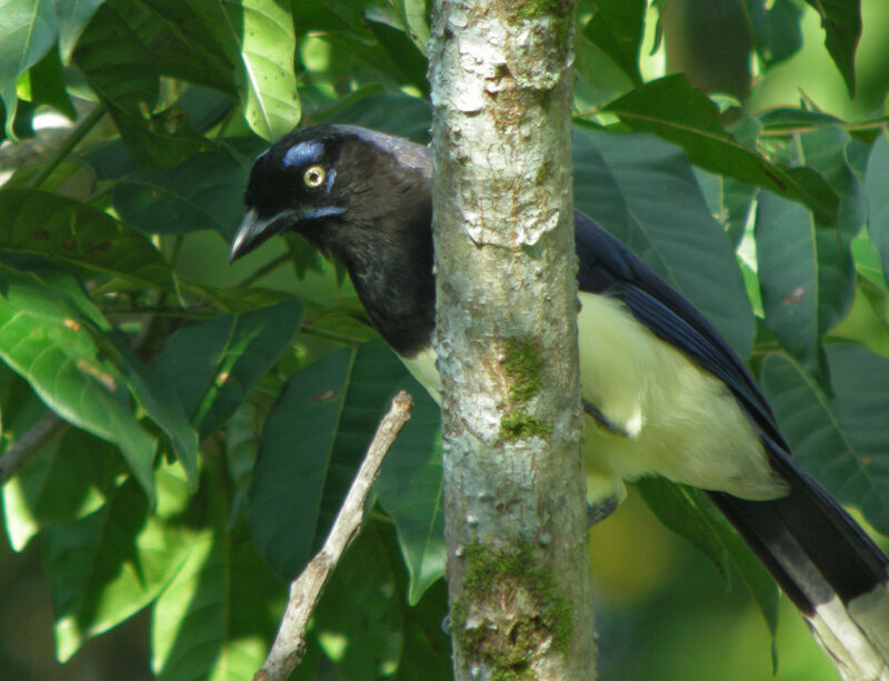 Black-chested Jay