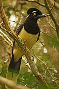 Plush-crested Jay