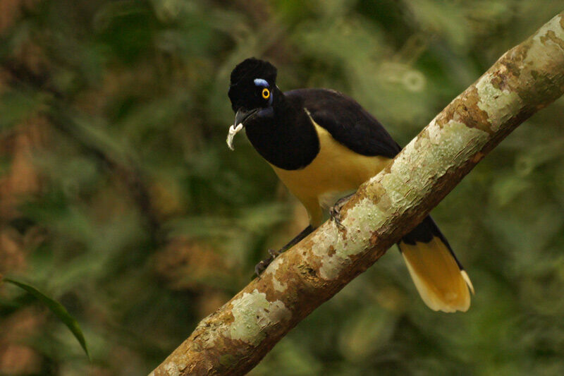 Plush-crested Jay