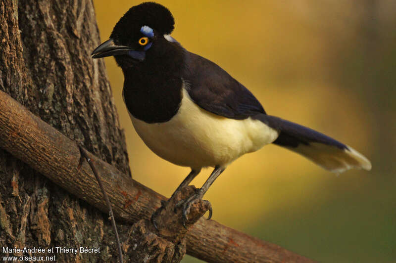 Plush-crested Jay