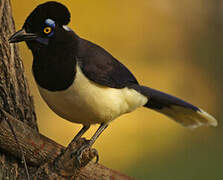 Plush-crested Jay