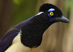 Plush-crested Jay