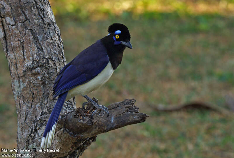 Plush-crested Jayadult, identification