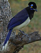 Plush-crested Jay