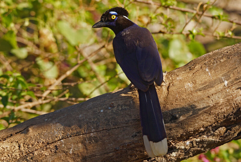 Plush-crested Jay