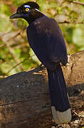 Plush-crested Jay