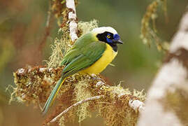 Green Jay