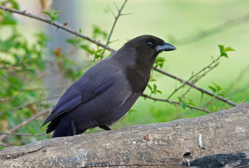 Purplish Jay