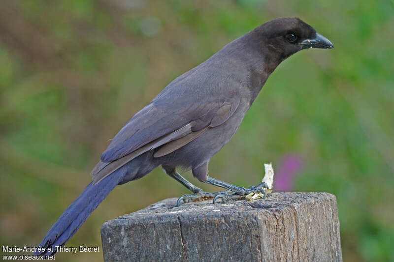 Purplish Jay, identification