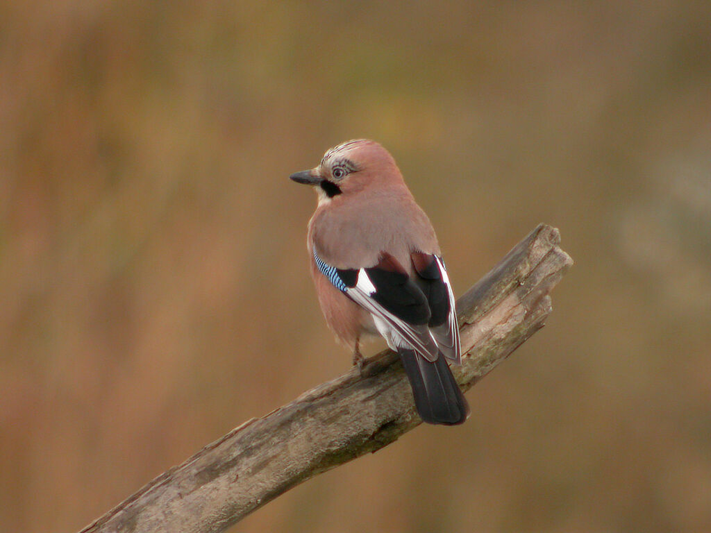 Eurasian Jay