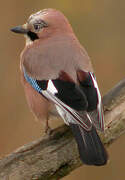 Eurasian Jay