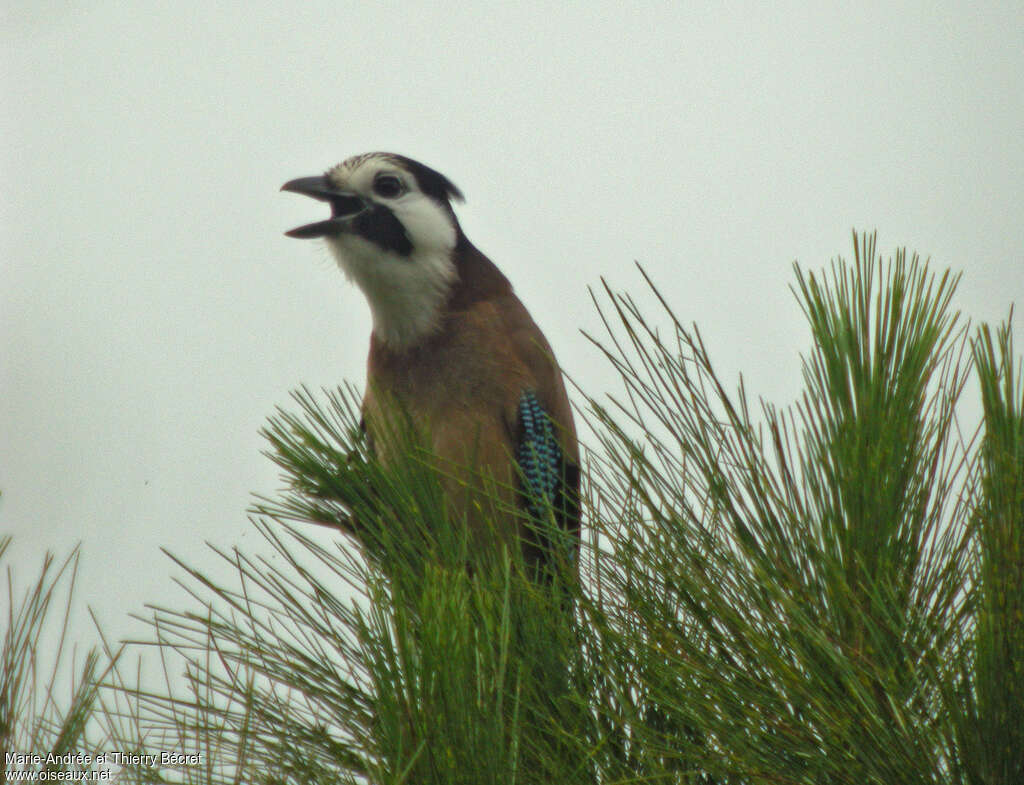 Eurasian Jayadult