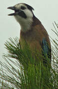 Eurasian Jay