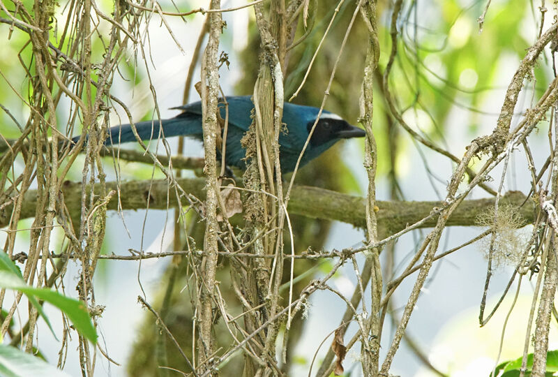 White-collared Jay