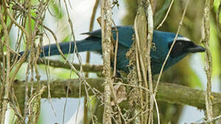 White-collared Jay