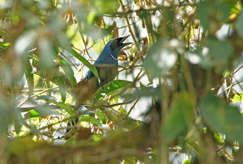 White-collared Jay