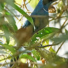 Geai indigo