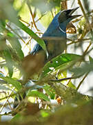 White-collared Jay