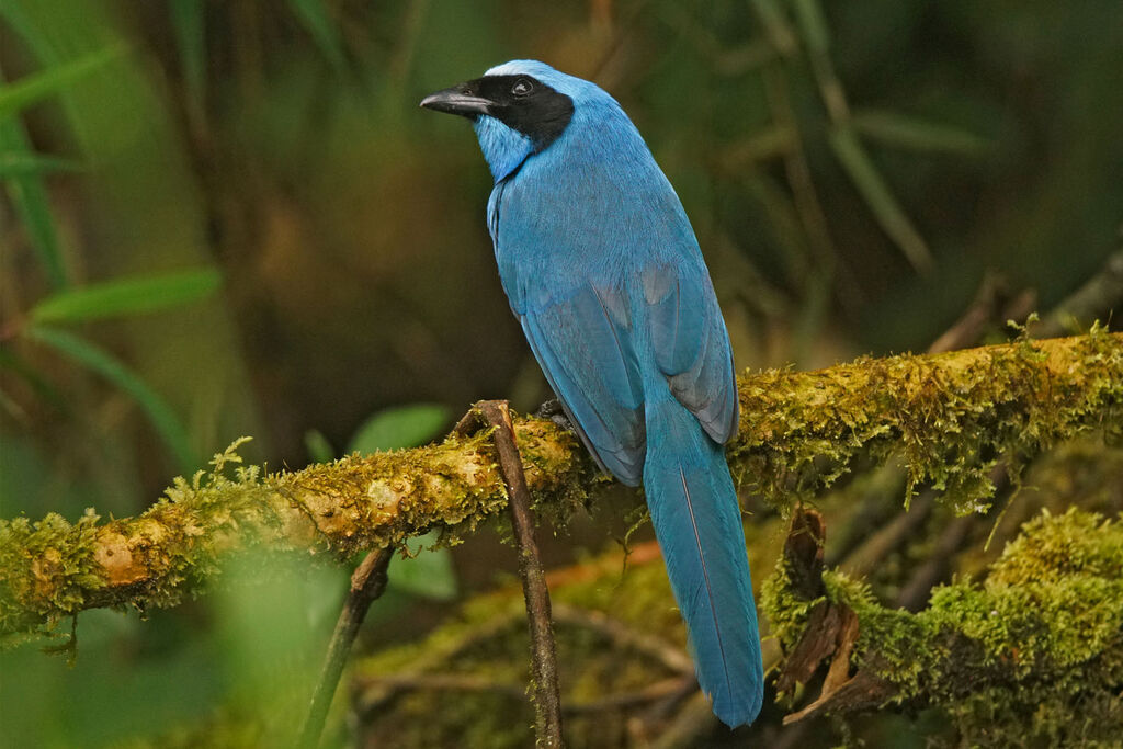 Turquoise Jay