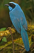 Turquoise Jay