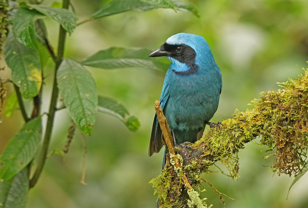 Turquoise Jay